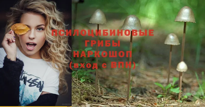 Галлюциногенные грибы Psilocybe  Далматово 